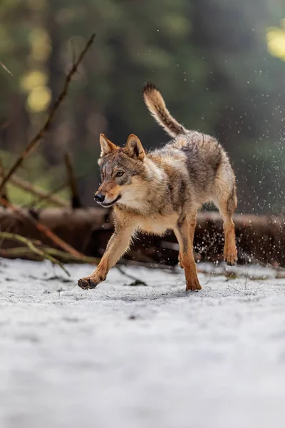 Grauer Wolf Canis Lupus Nach Einem Sprung Über Einen Umgestürzten — Stockfoto
