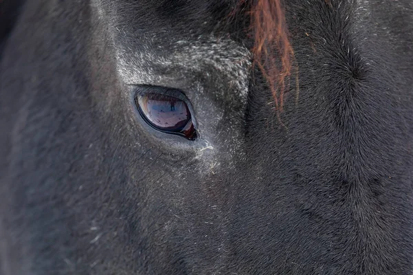 Friesian Koń Zbliżenie Oko Szczegół — Zdjęcie stockowe
