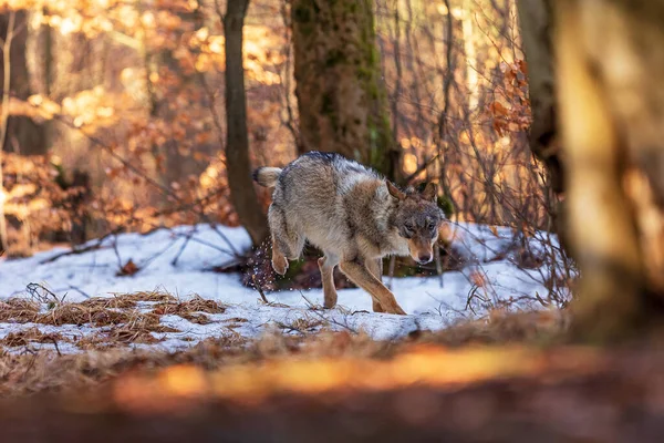 金丝雀狼 在山毛榉森林的积雪中奔跑 — 图库照片