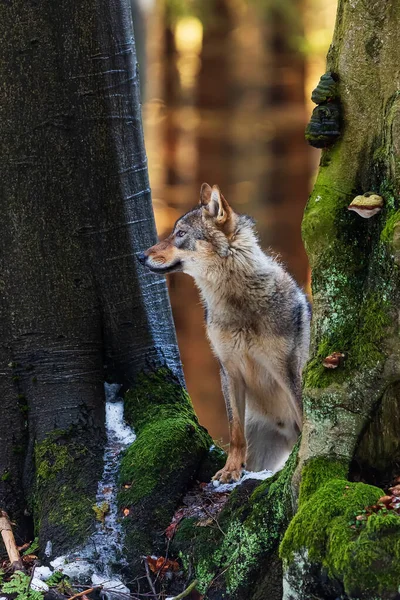 冬の森の中の2本の木の間を灰色のオオカミ カニス ルプス が見ています — ストック写真