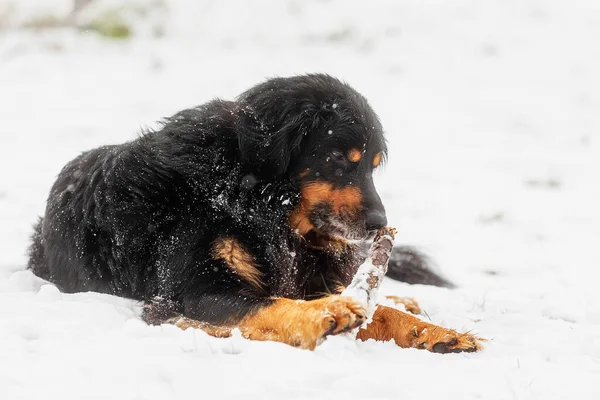 雪の中に横になって棒で遊んでいる黒と金のホビー — ストック写真
