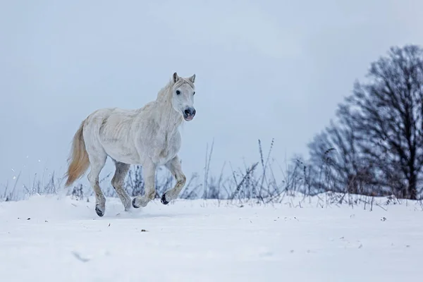 Cavalo Branco Corre Horizonte Nevado — Fotografia de Stock