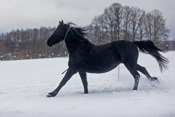 Cavalo Frísio Atravessa Pasto Início Queda Neve — Fotografia de Stock