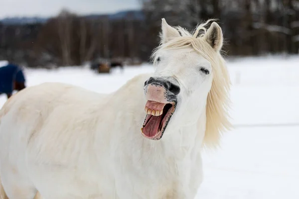 Caballo Blanco Bosteza Parece Que Está Riendo —  Fotos de Stock