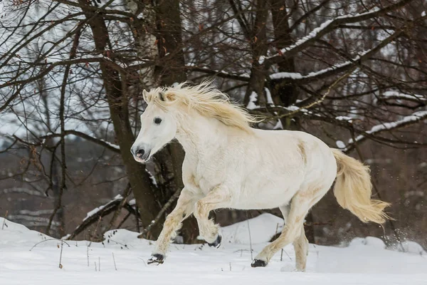 Cavalo Branco Correndo Pela Neve Até Encosta — Fotografia de Stock