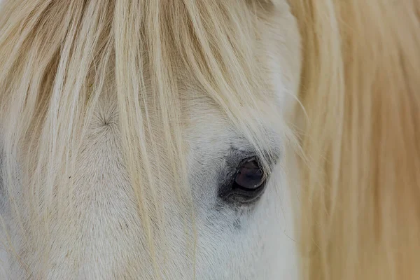 Detalle Caballo Blanco Cabeza Con Ojo Izquierdo —  Fotos de Stock