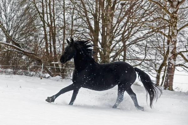 Cavalo Frísio Galopa Neve Que Voa Para Longe Seus Cascos — Fotografia de Stock