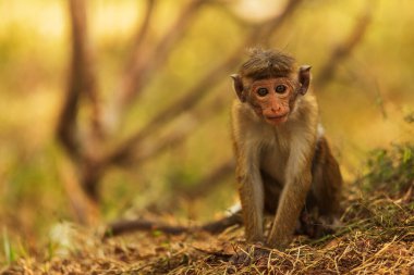 Sri Lanka 'da genç makaklar (Macaca)