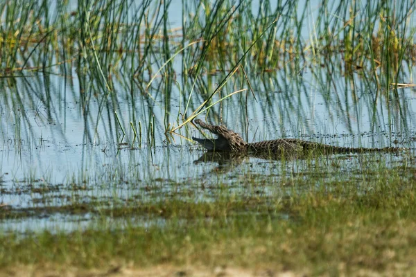 Крокодил Болотный Крокодил Crocodylus Palustris Национальном Парке Вильпатту — стоковое фото