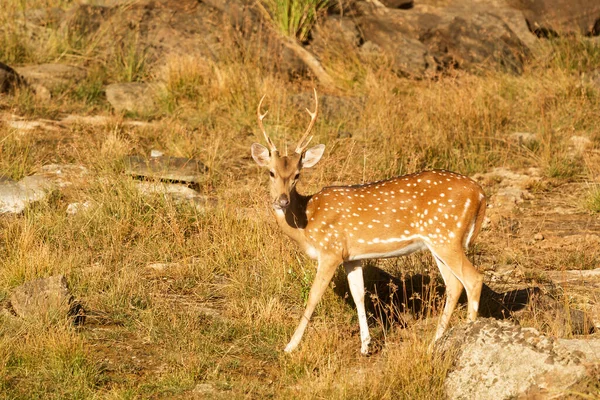 Ceylon Gespot Hert Axis Axis Ceylonensis Het Yala National Park — Stockfoto