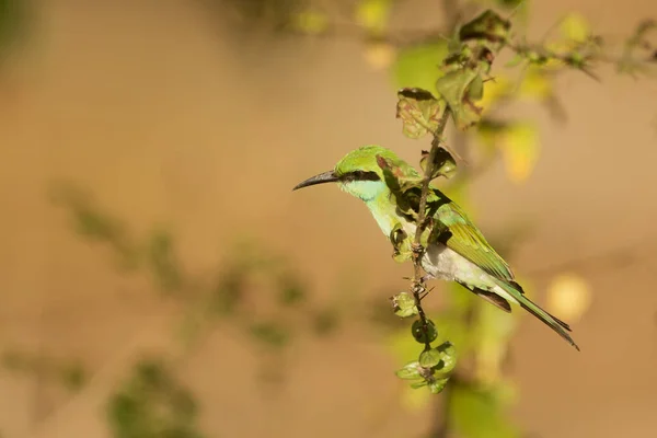Abelha Comedor Verde Merops Orientalis Wilpattu National Park — Fotografia de Stock
