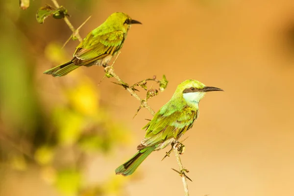 Mangeur Abeilles Vertes Merops Orientalis Dans Parc National Wilpattu — Photo