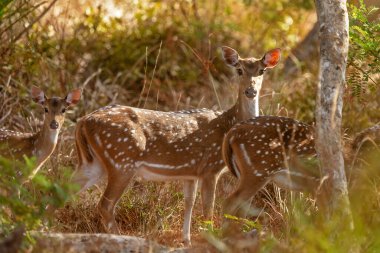 Seylan benekli geyiği (Axis axis ceylonensis) Ulusal Park Yala
