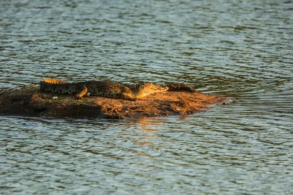 Mocsári Krokodil Crocodylus Palustris Nemzeti Park Yala — Stock Fotó
