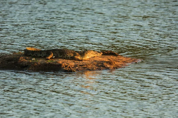 Crocodile Des Marais Crocodylus Palustris Parc National Yala — Photo