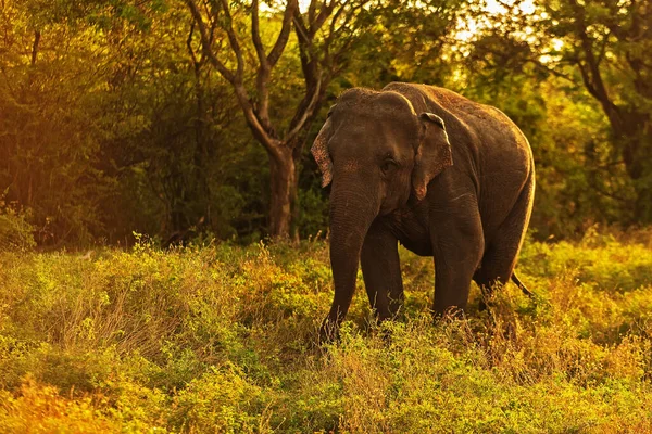 Азиатский Слон Elephas Maximus Minneriya National Park — стоковое фото