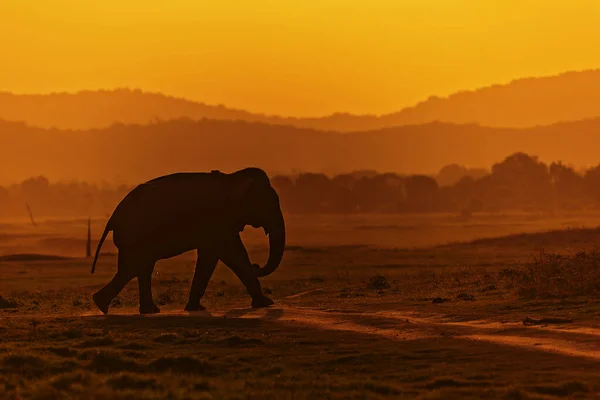 Азиатский Слон Elephas Maximus Прогулки Тропе Закате Национальный Парк Миннерия — стоковое фото