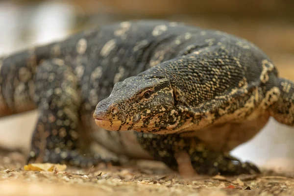 Moniteur Eau Commune Varanus Salvator Sri Lanka — Photo