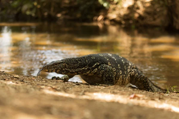 Gewone Watermonitor Varanus Salvator Sri Lanka — Stockfoto