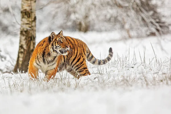 Tigre Siberiano Tigris Tigris Panthera Olhando Para Paisagem Nevada Taiga — Fotografia de Stock