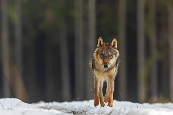 Lobo Gris Canis Lupus Corriendo Por Sendero Nevado Gran Bosque —  Fotos de Stock