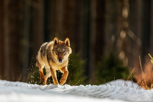 Grauwolf Canis Lupus Schönes Porträt Winterwald Mit Licht Von Hinten — Stockfoto