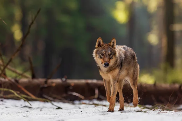 Lobo Gris Canis Lupus Bonito Retrato Bosque Invierno — Foto de Stock