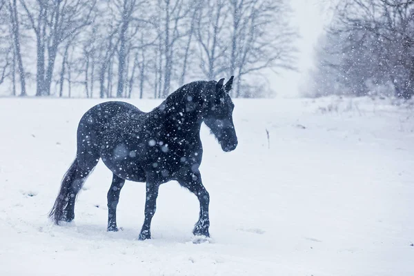Cavalo Frísio Nevasca Muito Pesada — Fotografia de Stock
