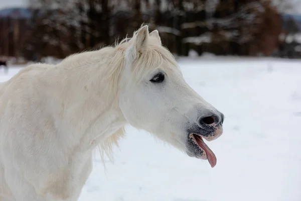 Cavalo Branco Língua Engraçada Saindo — Fotografia de Stock