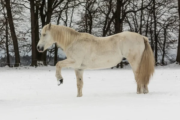 Cavalo Branco Chuta Seus Cascos Neve — Fotografia de Stock