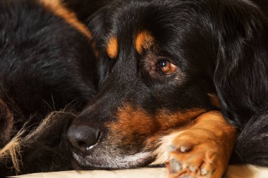 Siyah ve altın. Hovie yalan söylüyor ve olanları yakından izliyor.