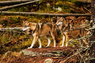 Gri Kurt (Canis lupus) sürünün ikisi ormanda yürüyor