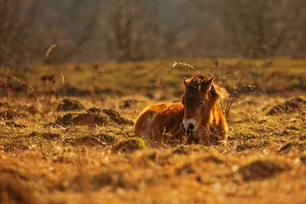 Dziki Koń Spoczywający Pastwisku Zachodzie Słońca — Zdjęcie stockowe