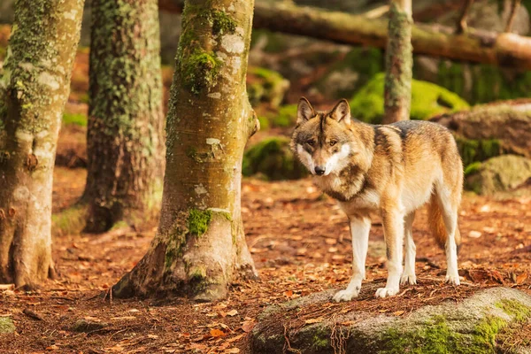 Lobo Cinzento Canis Lupus Nos Observa Surpresa — Fotografia de Stock