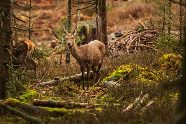 Cervus Elaphus — 스톡 사진