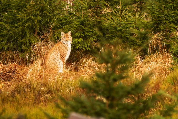 欧亚山猫 Lynx Lynx 栖息在低矮的森林中 — 图库照片