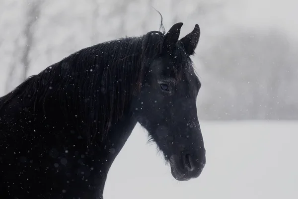 Cavalo Frísio Close Vista Cabeça Durante Uma Queda Neve — Fotografia de Stock