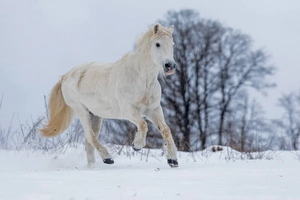 Cavalo Branco Galopa Paisagem Nevada — Fotografia de Stock