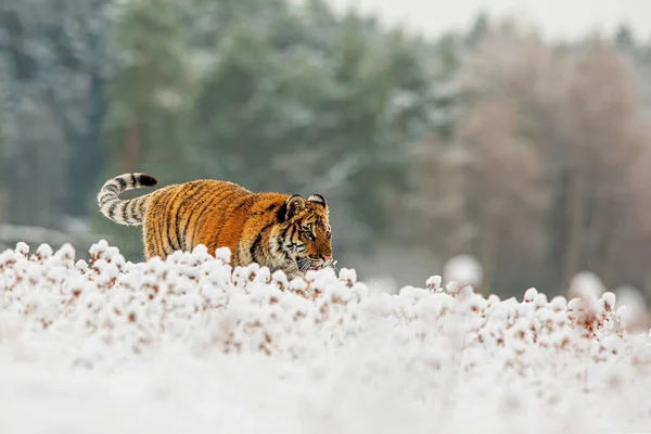 Tigre Siberiano Panthera Tigris Tigris Rastejando Até Prado Nevado — Fotografia de Stock