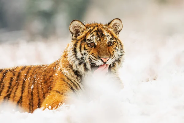 Tigre Siberiano Panthera Tigris Tigris Está Perigosamente Perto — Fotografia de Stock