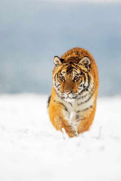 Tigre Siberiano Panthera Tigris Tigris Belo Retrato Planície Nevada — Fotografia de Stock