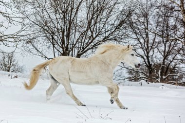 Beyaz at, karlı arazide dört nala koşuyor.