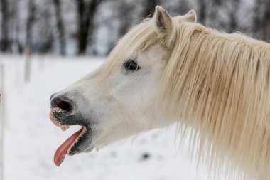 Beyaz at gülüyor gibi görünüyor.