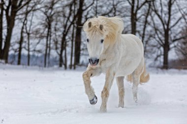 Beyaz at bir kış günü yaklaşıyor.