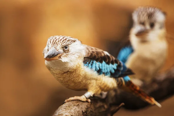 Smích Kookaburra Dacelo Novaeguineae — Stock fotografie