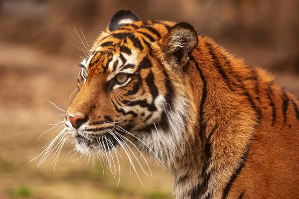 Panthera Tigris Tigris Sumatran Tiger Porträtt — Stockfoto