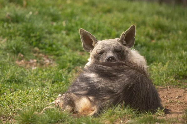 Hiena Marrón Hyaena Brunnea — Foto de Stock