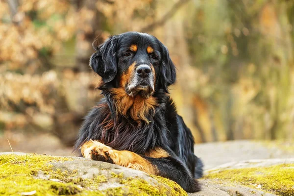 Zwart Goud Hovie Mooi Liggend Portret — Stockfoto