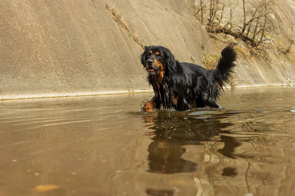 Retrato Negro Oro Hovie Viene Del Agua Del Famoso Lago — Foto de Stock