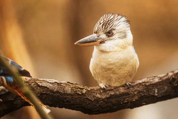 Szép Portré Nevető Kookaburra Dacelo Novaeguineae — Stock Fotó